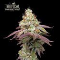 Tropical Zmoothie (Seedstockers) Feminisoidut