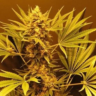 G13 Haze (Mr. Nice) tavallinen