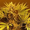 G13 Haze (Mr. Nice) tavallinen