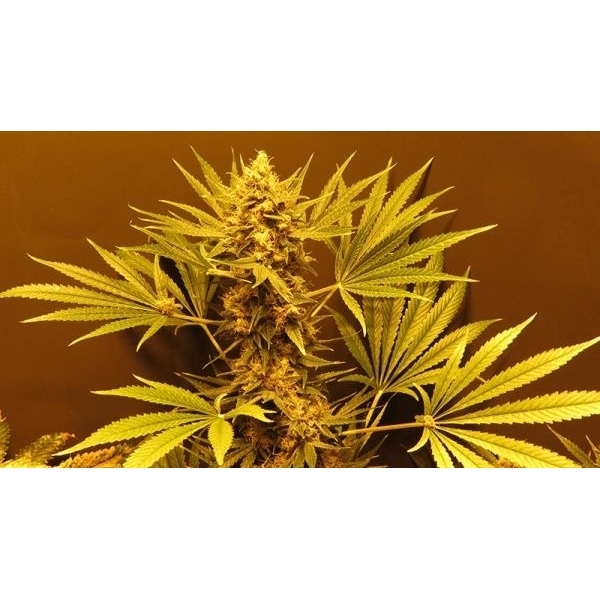 G13 Haze (Mr. Nice) tavallinen