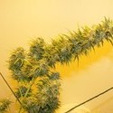 G13 Haze (Mr. Nice) tavallinen