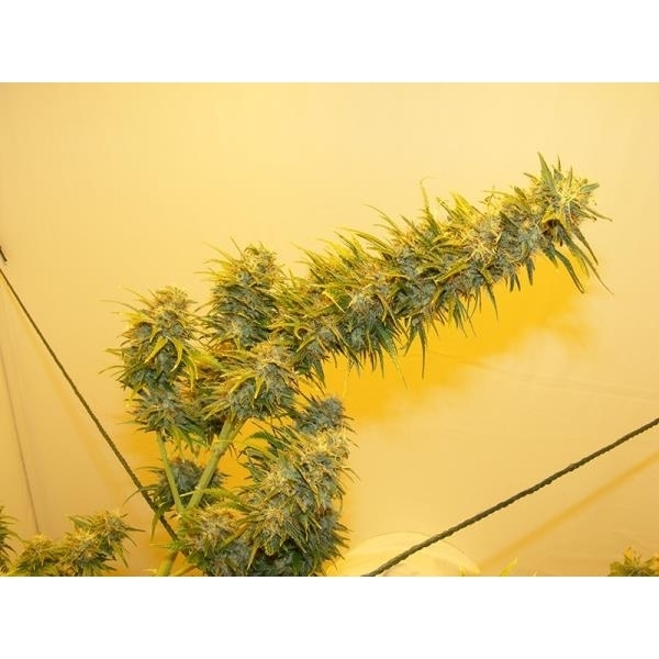 G13 Haze (Mr. Nice) tavallinen