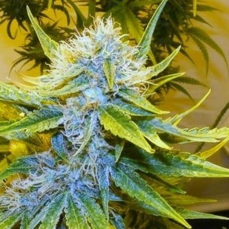 G13 Haze (Mr. Nice) tavallinen