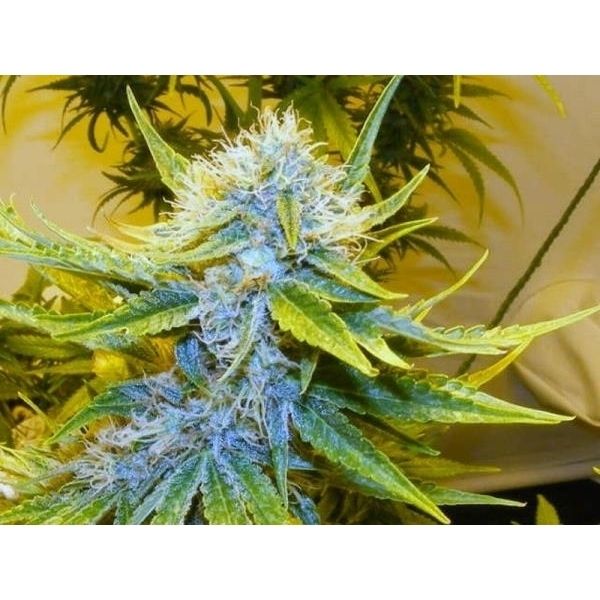 G13 Haze (Mr. Nice) tavallinen