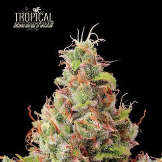 Tropical Zmoothie Auto (Seedstockers) Feminisoidut