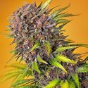 Diablo Rojo XL Auto (Sweet Seeds) Feminisoidut
