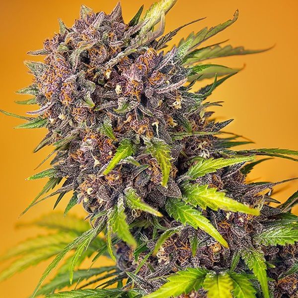 Diablo Rojo XL Auto (Sweet Seeds) Feminisoidut