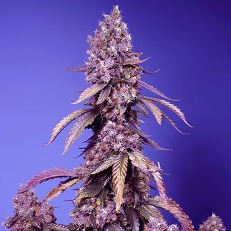 Black Muffin F1 Fast Version (Sweet Seeds) feminisoidut kannabiksen siemenet