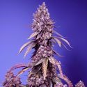 Black Muffin F1 Fast Version (Sweet Seeds) Feminisoidut