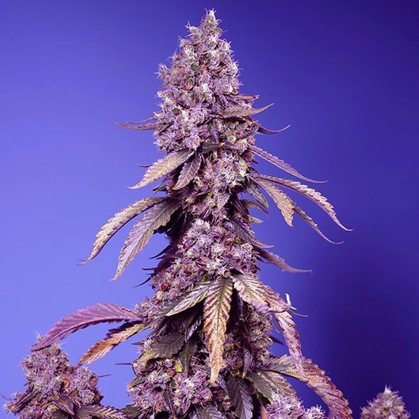 Black Muffin F1 Fast Version (Sweet Seeds) Feminisoidut