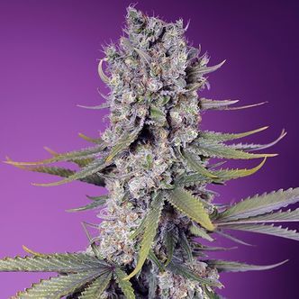 Papaya Zoap F1 Fast Version (Sweet Seeds) feminisoidut kannabiksen siemenet