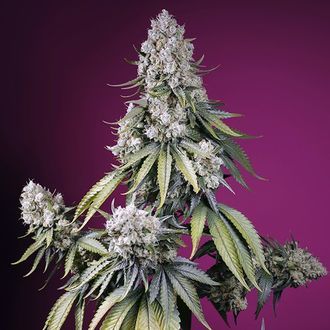 Jealousy Z XL Auto (Sweet Seeds) Feminisoidut
