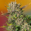 Papaya Zoap Auto (Sweet Seeds) Feminisoidut