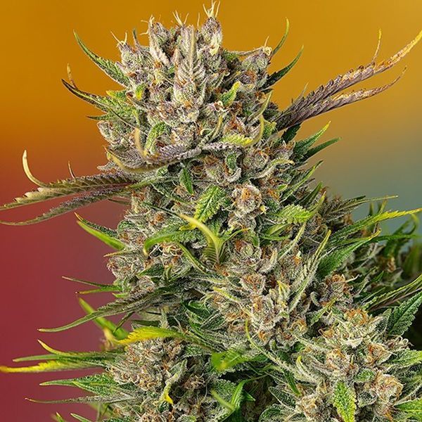 Papaya Zoap Auto (Sweet Seeds) Feminisoidut