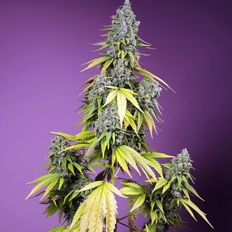 Jet Fuel Mandarine XL Auto (Sweet Seeds) feminisoidut kannabiksen siemenet