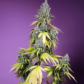 Jet Fuel Mandarine XL Auto (Sweet Seeds) Feminisoidut
