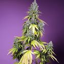 Jet Fuel Mandarine XL Auto (Sweet Seeds) Feminisoidut