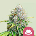 OG Kush (Royal Queen Seeds) Feminisoidut