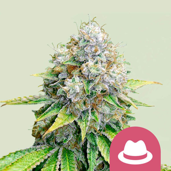 OG Kush (Royal Queen Seeds) Feminisoidut