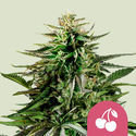 Cherry Pie (Royal Queen Seeds) Feminisoidut