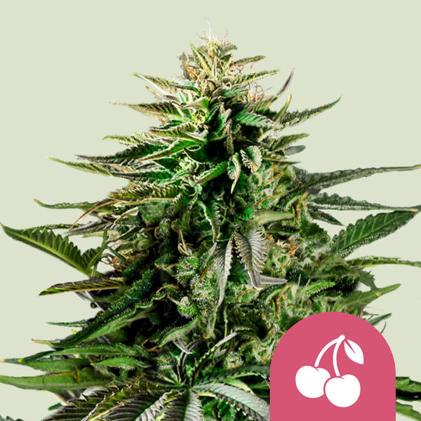 Cherry Pie (Royal Queen Seeds) Feminisoidut