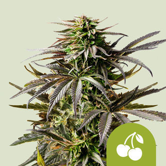 Cherry Pie Automatic (Royal Queen Seeds) feminisoitu