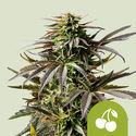 Cherry Pie Autoflower (Royal Queen Seeds) Feminisoidut