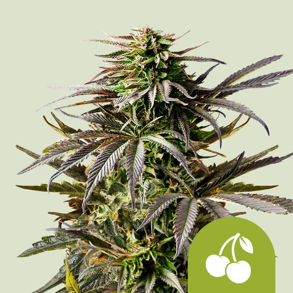 Cherry Pie Autoflower (Royal Queen Seeds) Feminisoidut
