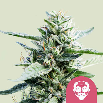 Granddaddy Purple (Royal Queen Seeds) feminisoidut kannabiksen siemenet