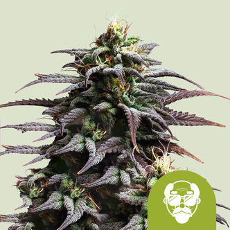 Granddaddy Purple Automatic (Royal Queen Seeds) feminisoidut