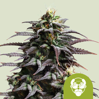 Granddaddy Purple Autoflower (Royal Queen Seeds) Feminisoidut