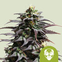 Granddaddy Purple Autoflower (Royal Queen Seeds) Feminisoidut