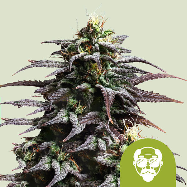 Granddaddy Purple Autoflower (Royal Queen Seeds) Feminisoidut