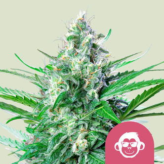 Grape Ape (Royal Queen Seeds) feminisoidut