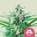 Grape Ape (Royal Queen Seeds) Feminisoidut