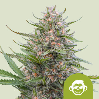 Grape Ape Automatic (Royal Queen Seeds) feminisoidut