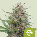 Grape Ape Autoflower (Royal Queen Seeds) Feminisoidut