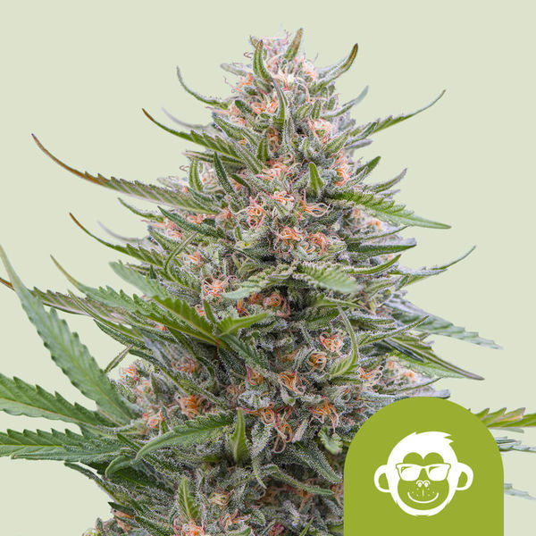 Grape Ape Autoflower (Royal Queen Seeds) Feminisoidut