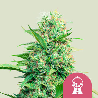 Pink Runtz Automatic (Royal Queen Seeds) feminisoidut