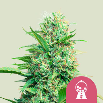 Pink Runtz Autoflower (Royal Queen Seeds) Feminisoidut