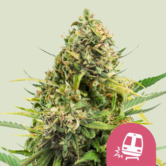 Trainwreck (Royal Queen Seeds) Feminisoidut