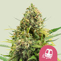 Trainwreck (Royal Queen Seeds) Feminisoidut