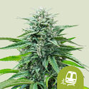 Trainwreck Autoflower (Royal Queen Seeds) Feminisoiut kannabiksen siemenet