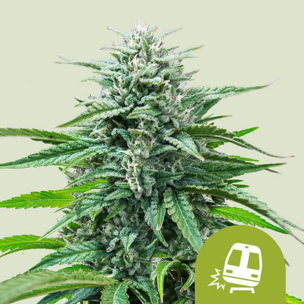 Trainwreck Autoflower (Royal Queen Seeds) Feminisoiut kannabiksen siemenet