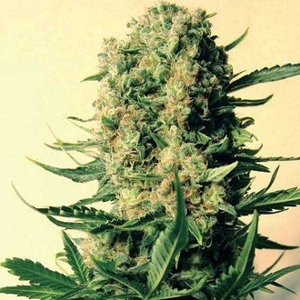 Critical Skunk (Mr. Nice) tavallinen