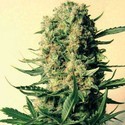 Critical Skunk (Mr. Nice) tavallinen