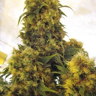Critical Skunk (Mr. Nice) tavallinen
