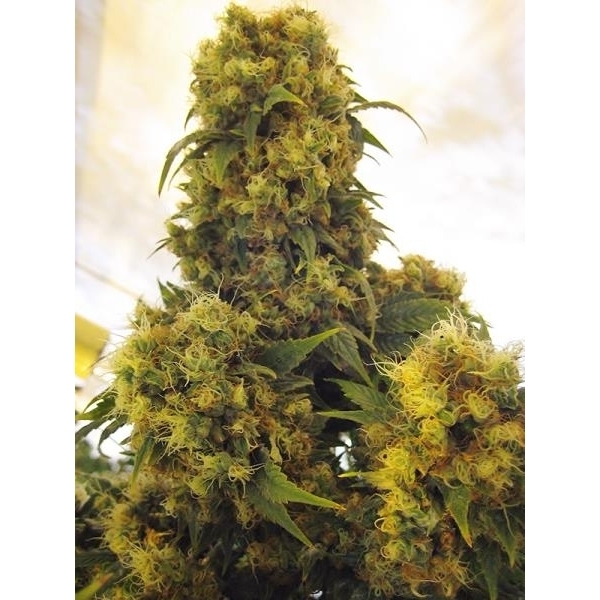 Critical Skunk (Mr. Nice) tavallinen