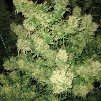 Critical Skunk (Mr. Nice) tavallinen