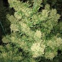Critical Skunk (Mr. Nice) tavallinen